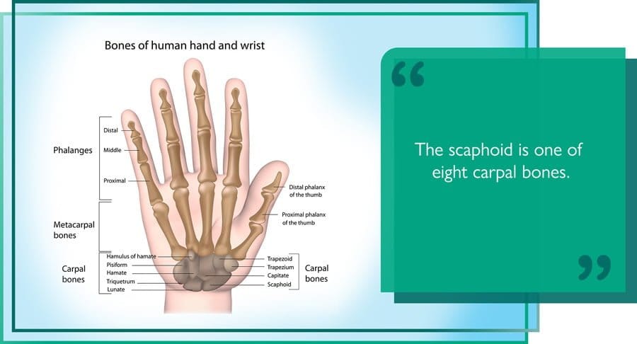 The scaphoid is one of eight carpal bones.